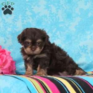 Gracie, Shih-Poo Puppy